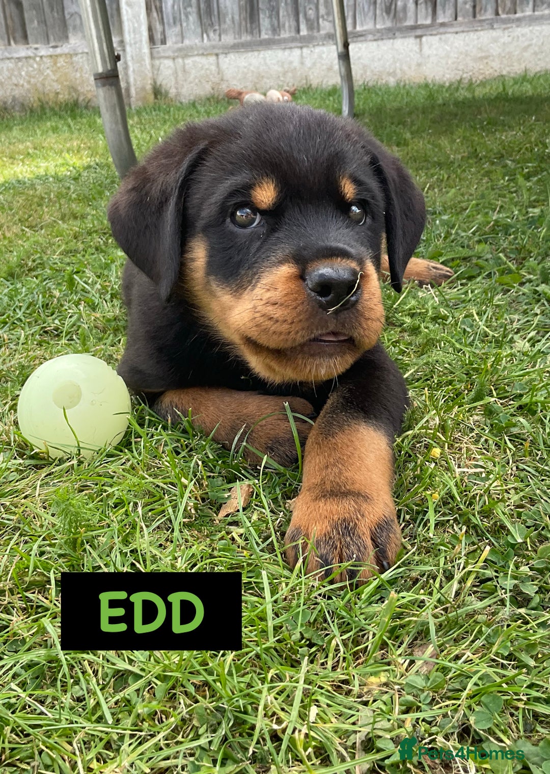 Rottweiler dogs for sale: Family bred and loved Rottweiller puppies - Image 25