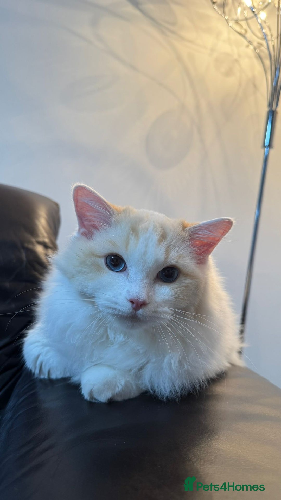 Ragdoll cats for adoption: Pedigree Ragdoll - Skye - Advert 5