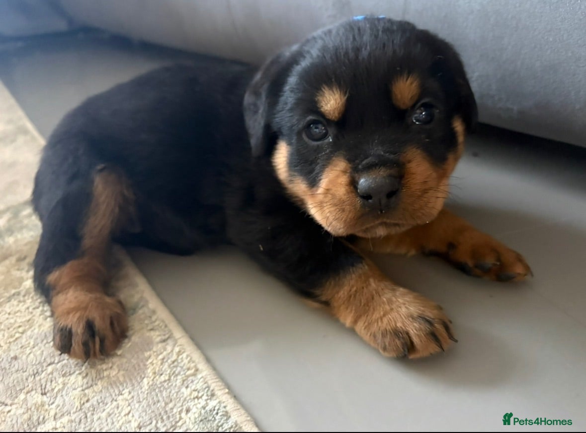 Rottweiler dogs Beautiful Rottweiler Pups  - Advert 1