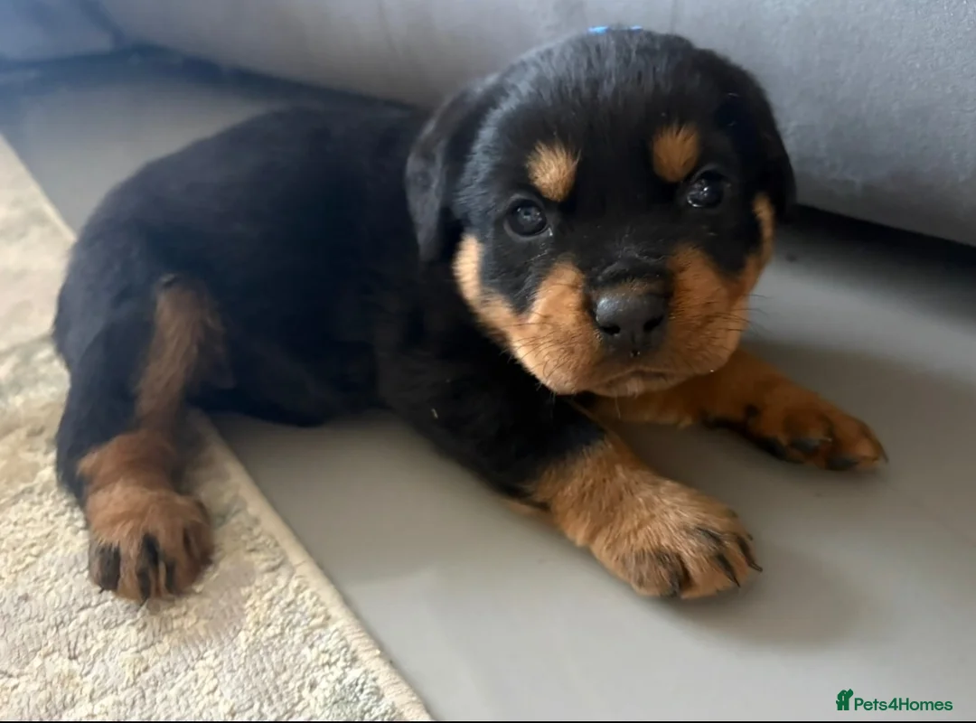Rottweiler dogs for sale: Beautiful Rottweiler Pups  - Advert 1