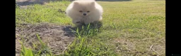 Pomeranian dogs for sale: Super fluffy small cream sable pomeranians - Advert 2