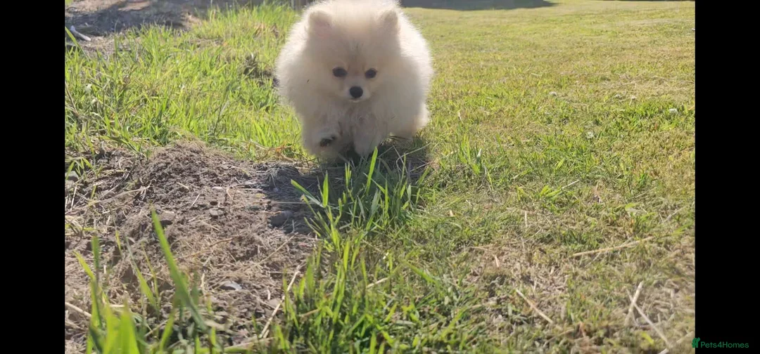 Pomeranian dogs for sale: Super fluffy small cream sable pomeranians - Advert 2