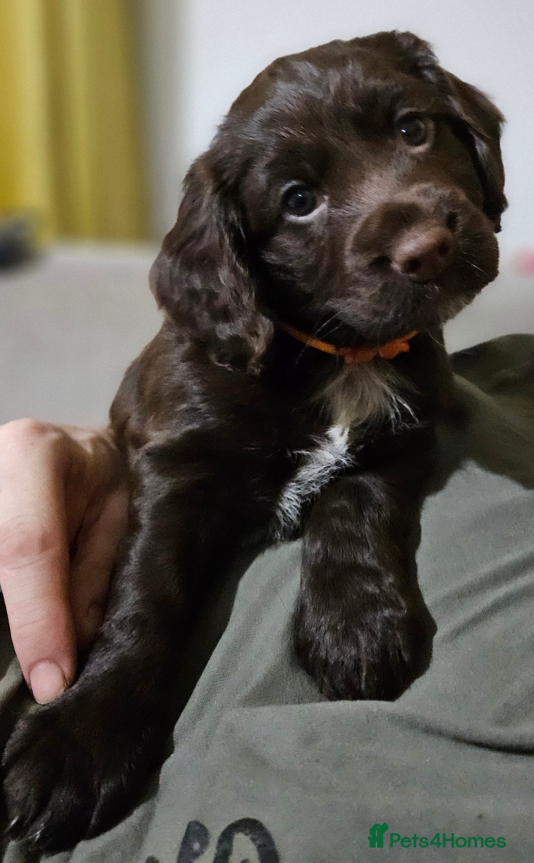 Cocker Spaniel dogs for sale: 5 stunning Cocker Spaniel puppies for sale.  - Advert 21