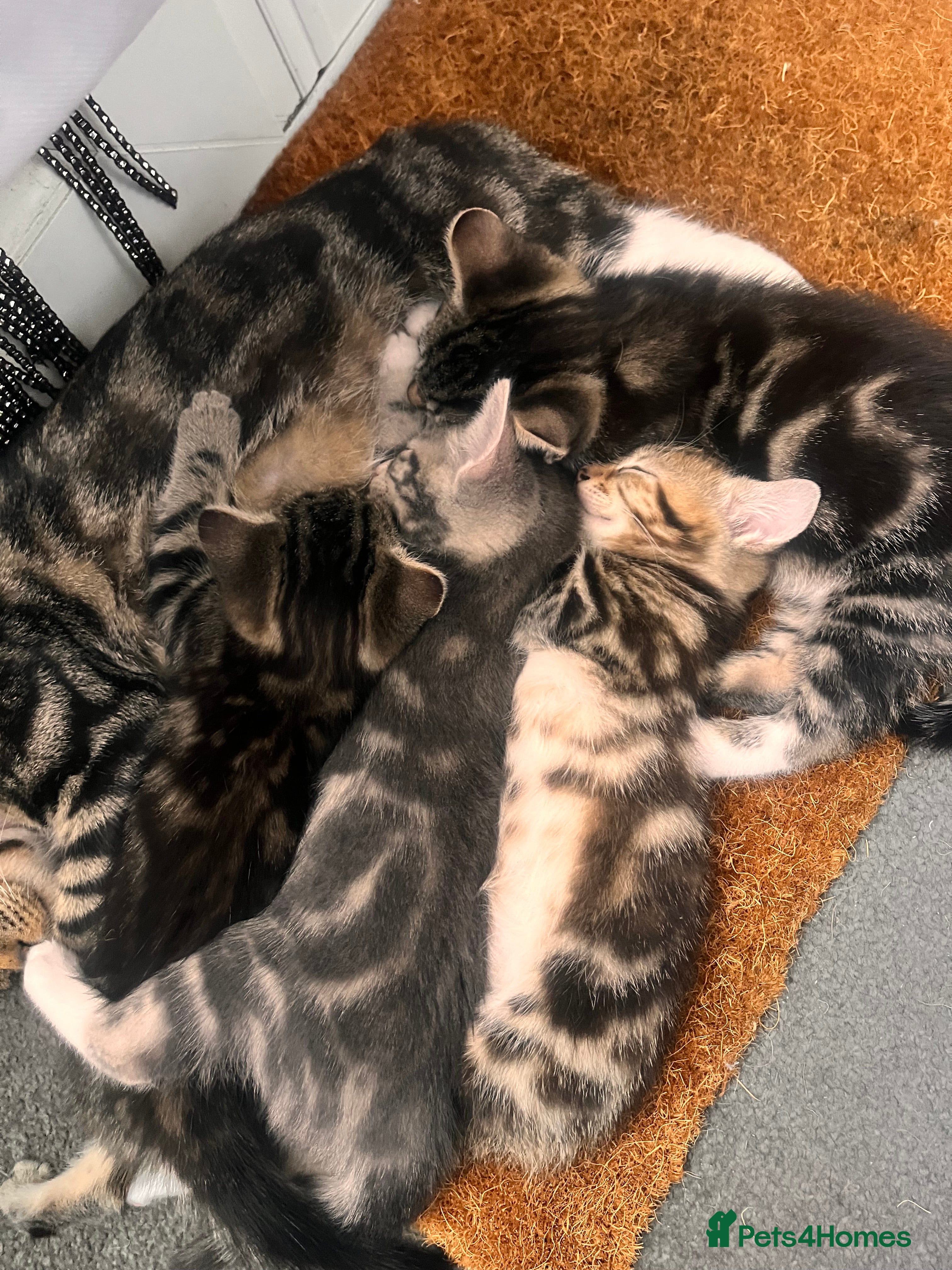 Mixed Breed cats Russian blue/bengal kittens unique markings 💙😻🩷 - Advert 13