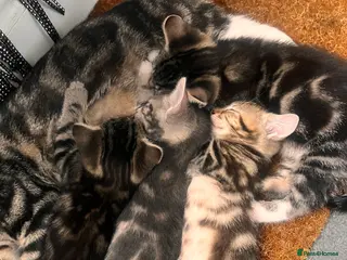 Mixed Breed cats Russian blue/bengal kittens unique markings 💙😻🩷 - Advert 13