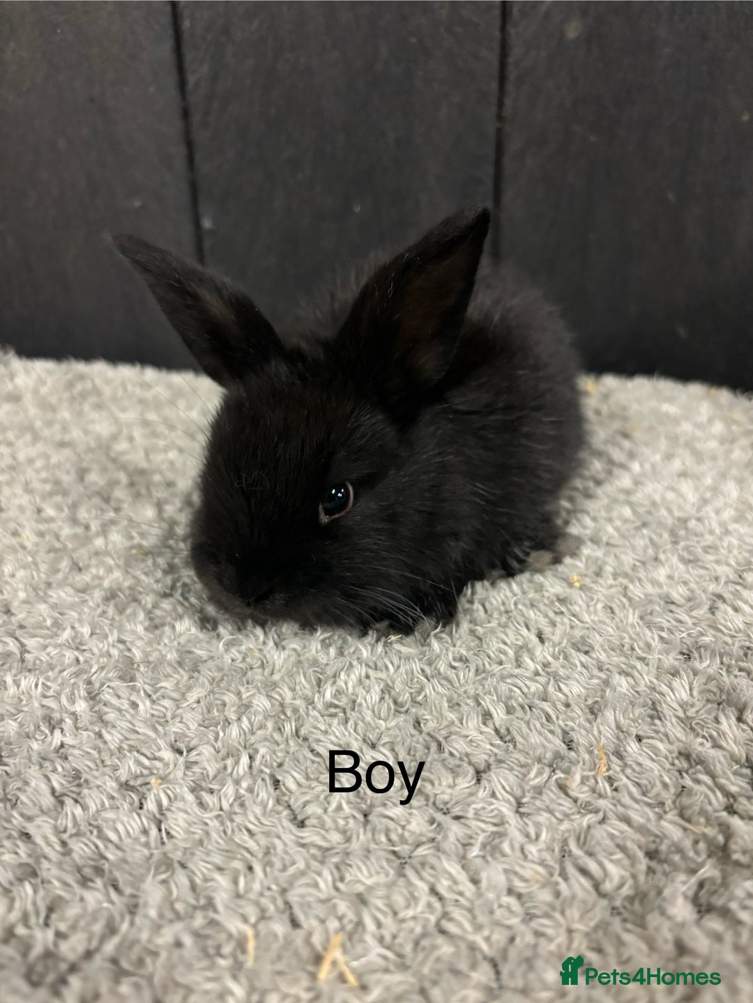 Mini Lop rabbits for sale: Stunning mini lop babies  - Image 10