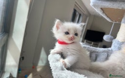 Ragdoll cats for sale: Pure Stunning Ragdoll Kittens - Image 10