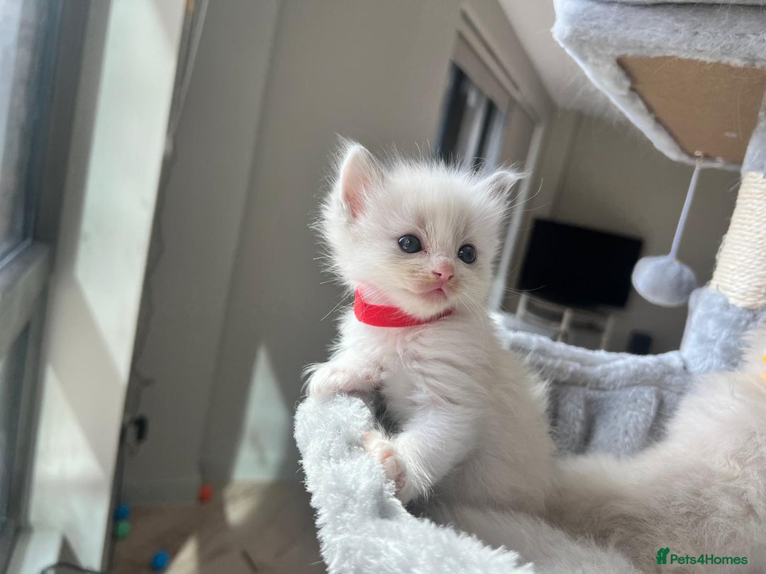 Ragdoll cats for sale: Pure Stunning Ragdoll Kittens - Image 10