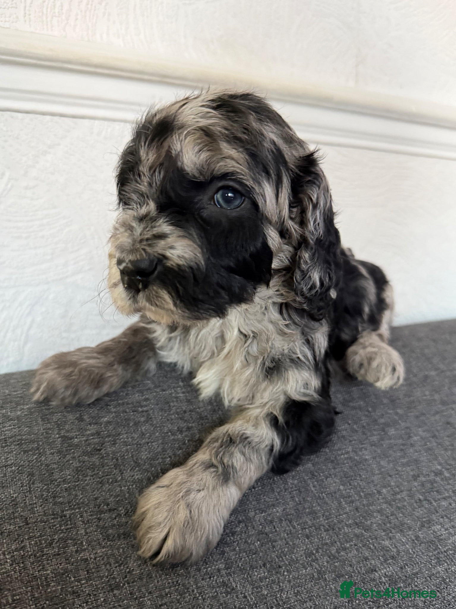 Australian Labradoodle dogs AUSTRALIAN LABRADOODLE 2 Boy 1 Girls - Advert 1