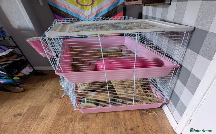 Guinea Pig rodents - Advert 13
