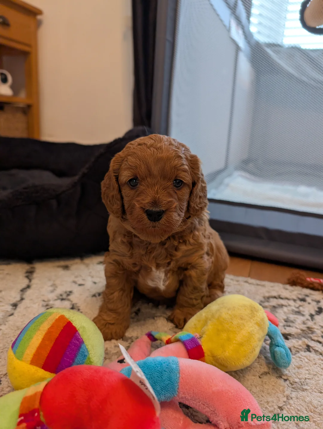 Cavapoo dogs for sale: Cavapoo puppies F1b  - Advert 2