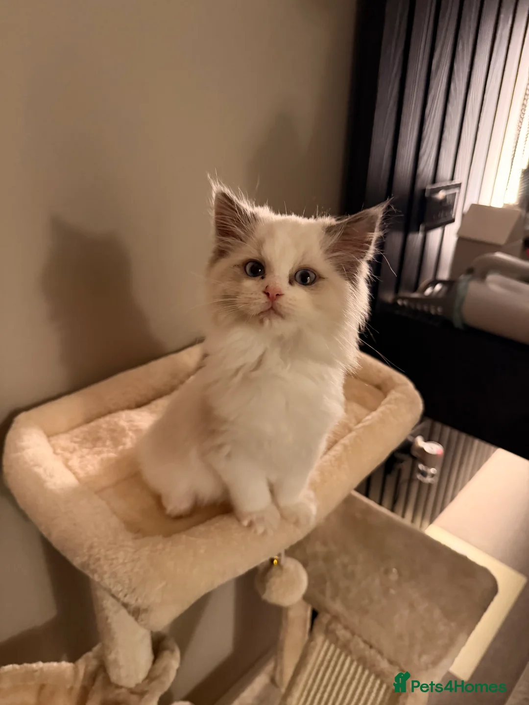 Ragdoll cats for sale: Adorable Blue & White European BiColour - Advert 3