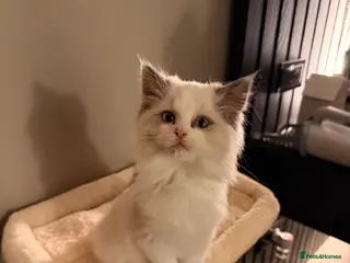 Ragdoll cats Adorable Blue & White European BiColour - Advert 1