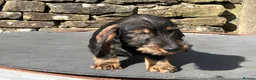 Dachshund dogs for sale: Wirehaired Dachshund Teckel KC registered puppies  - Advert 12