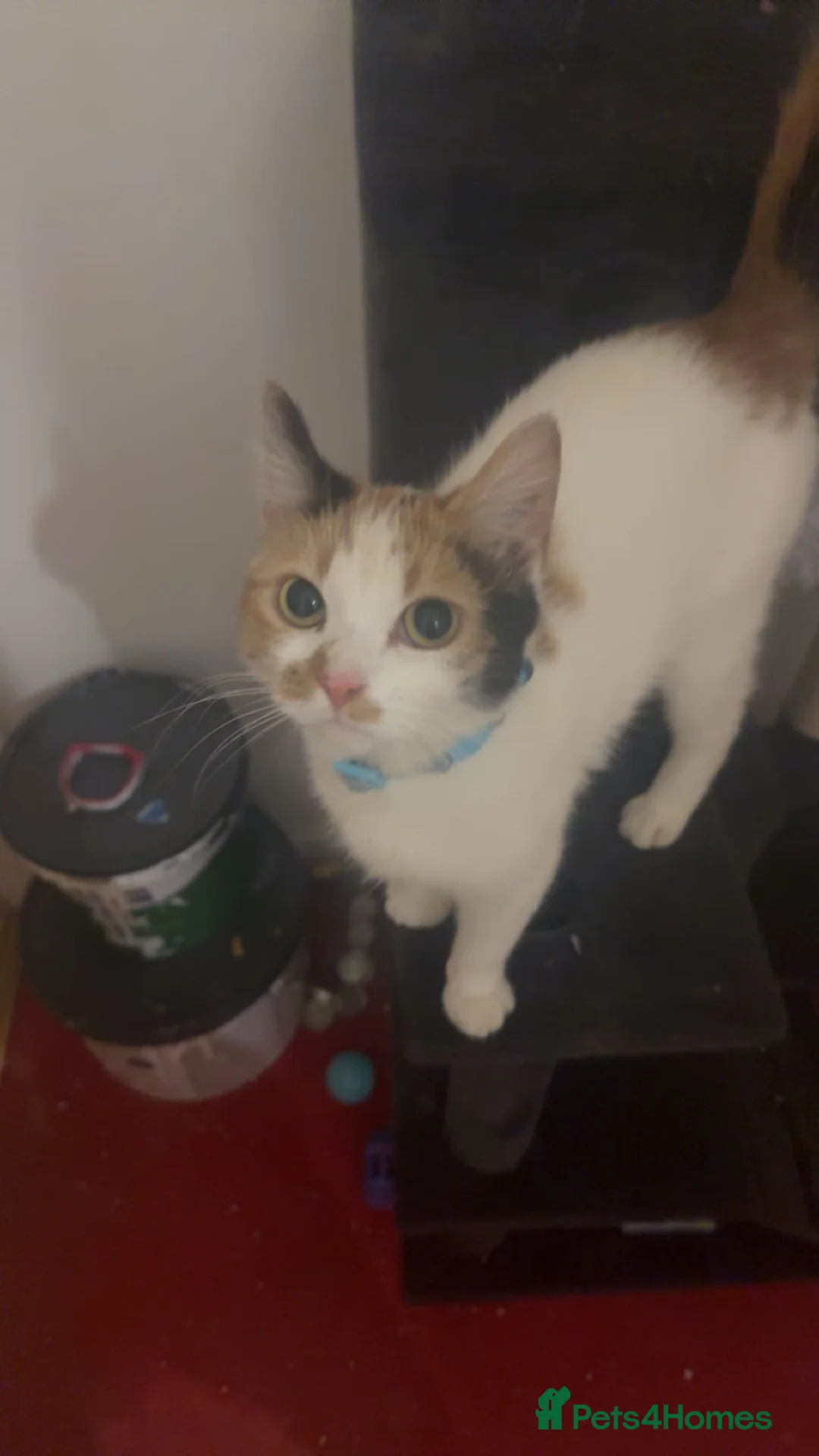 Domestic Shorthair cats for sale: My cats need a new home  in Lancaster - Advert 2