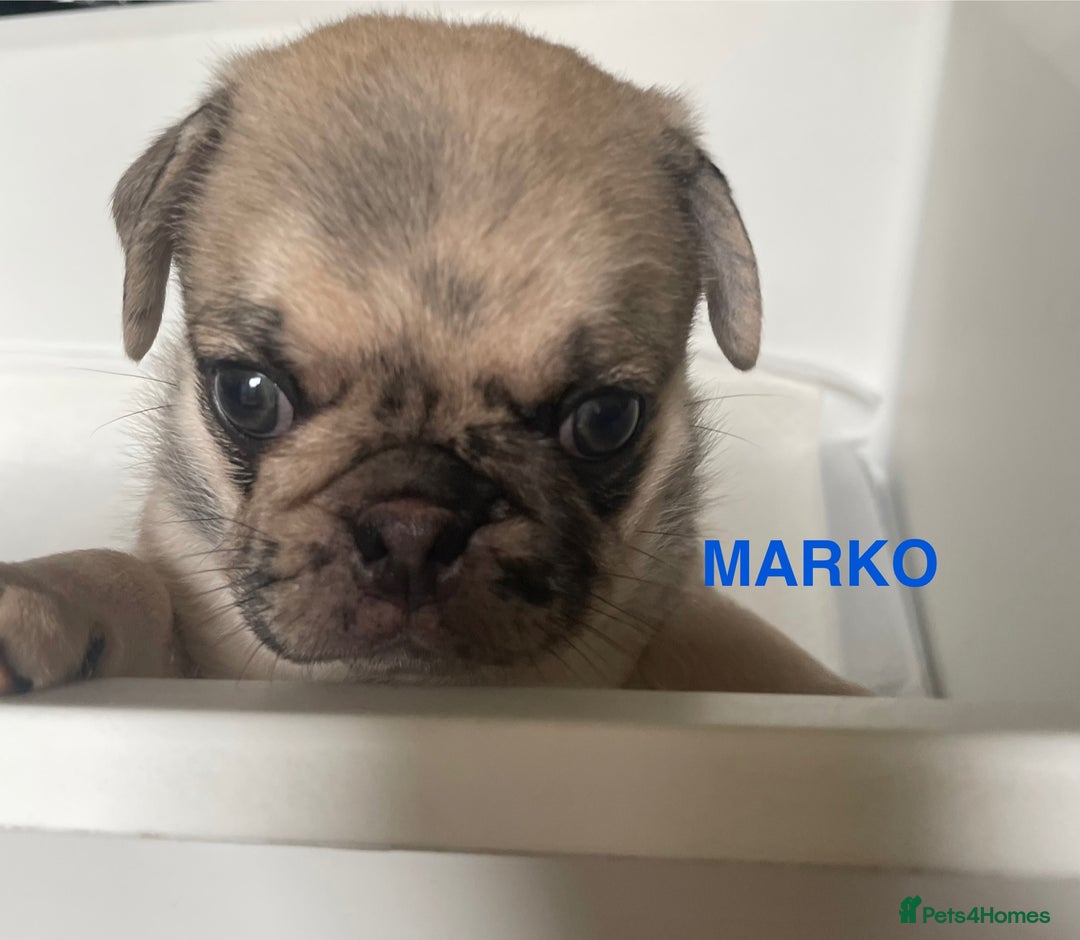 Pug dogs for sale: Pug Puppies  - Image 9
