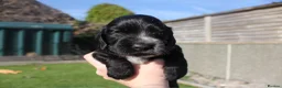 Cocker Spaniel dogs for sale: Beautiful Show Cocker Spaniels - Advert 6