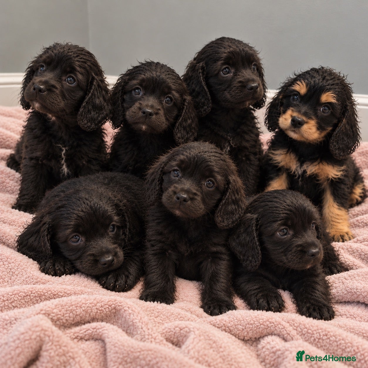 Cavapoo dogs for sale: 🐾🤍 STUNNING F1 CAVAPOO PUPPIES – READY NOW! 🤍🐾 - Advert 2