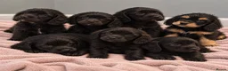 Cavapoo dogs for sale: 🐾🤍 STUNNING F1 CAVAPOO PUPPIES – READY NOW! 🤍🐾 - Advert 2