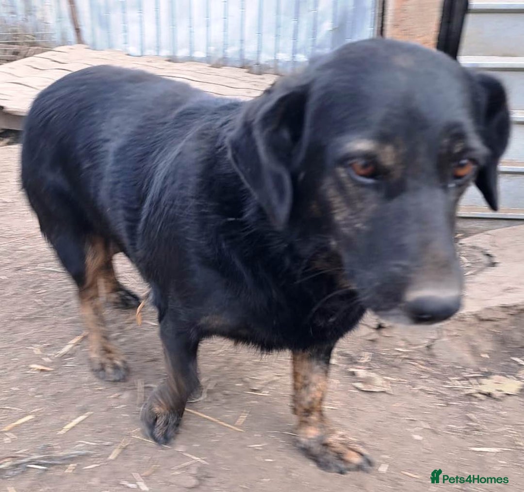 Mixed Breed dogs for adoption: Beautiful and Gentle LOLITA - for a Loving Home - Image 11