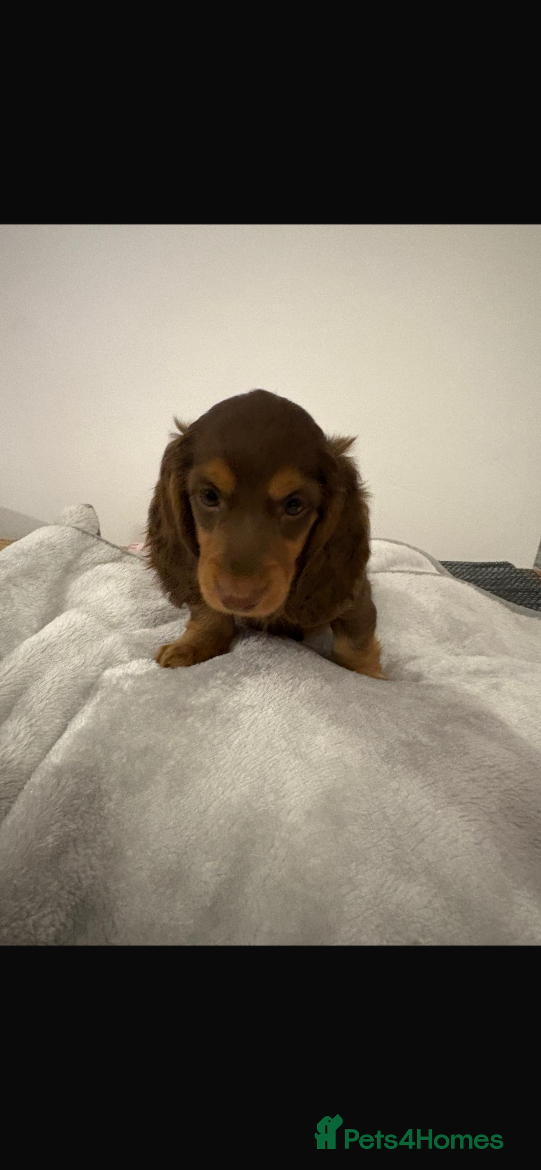 Miniature Dachshund dogs for sale: PRICE REDUCED Cute long hair chocolate dachshunds  - Advert 29