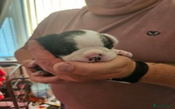 Mixed Breed dogs for sale: Frenchton Pups - Image 9