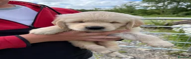 Golden Retriever 2