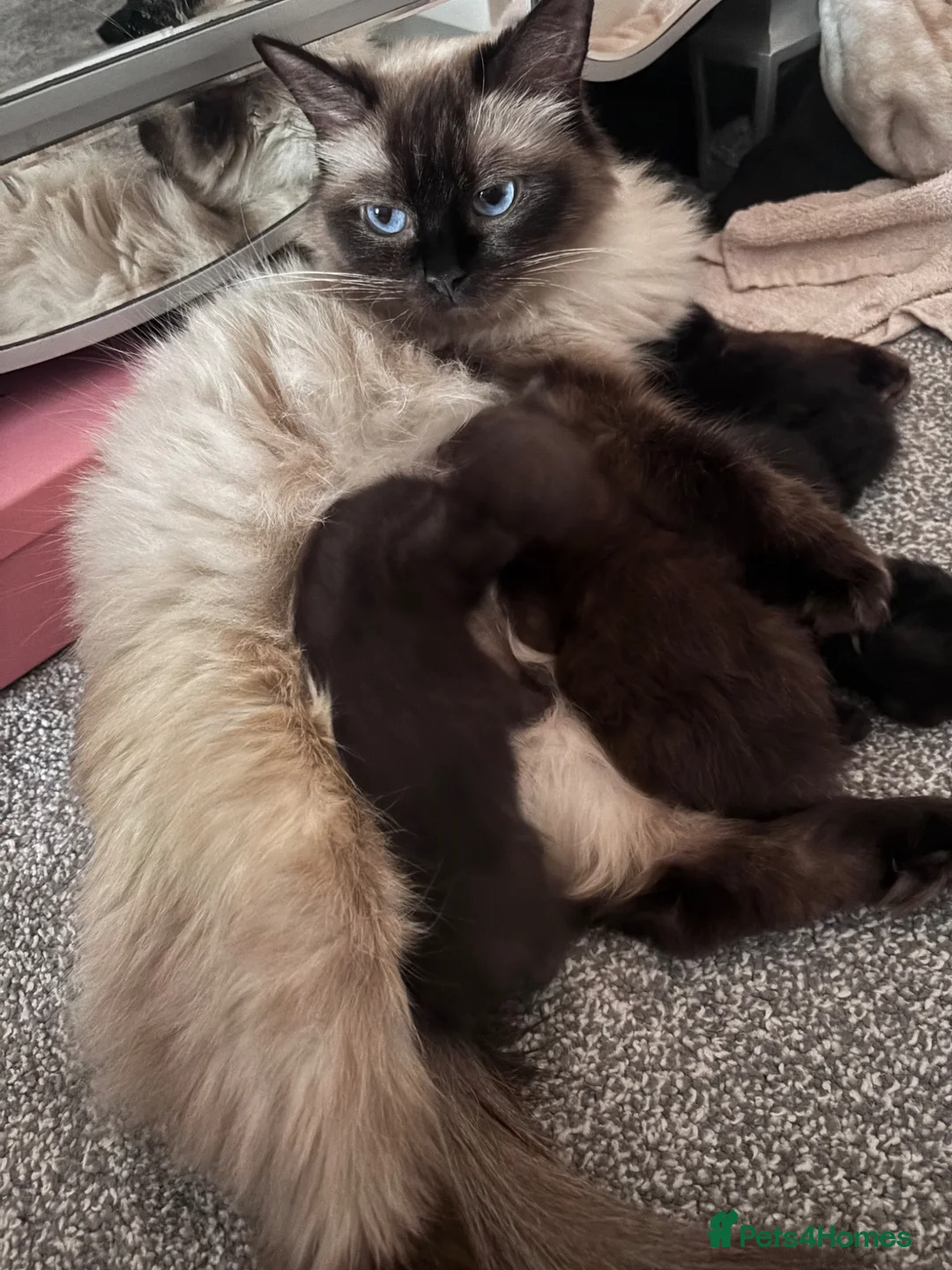 Mixed Breed cats for sale: 2 ragdoll x British blue kittens  - Advert 1