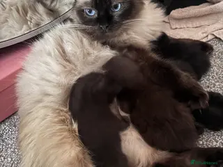Mixed Breed cats 2 ragdoll x British blue kittens - Advert 2