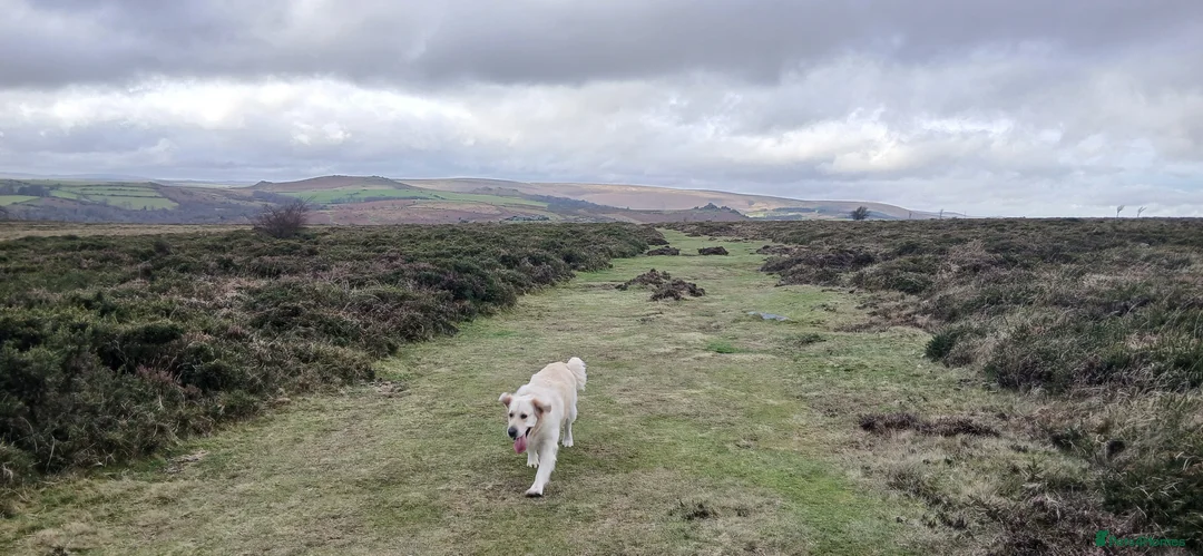 Golden Retriever dogs for sale: ❤️ lonely heart ad 🤎 - Advert 3