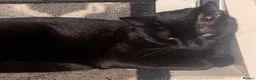 Mixed Breed cats for sale: New home needed  in Salford - Advert 2