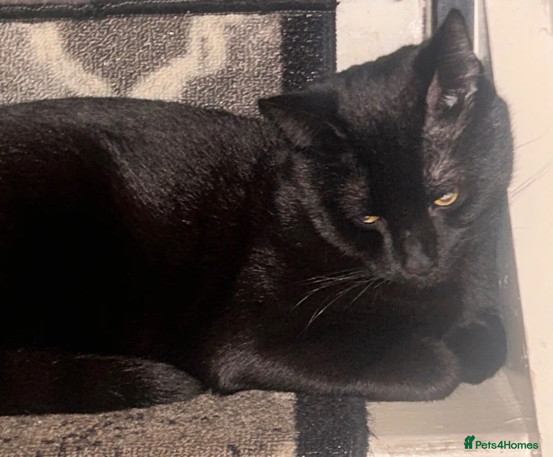 Mixed Breed cats for sale: New home needed  in Salford - Advert 2
