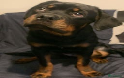 Rottweiler dogs for sale: 22 Week old female Rottweiler  - Advert 4
