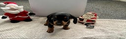 Miniature Dachshund dogs for sale: Miniature Dachshund Puppies ready to go 3/12/25 - Advert 26
