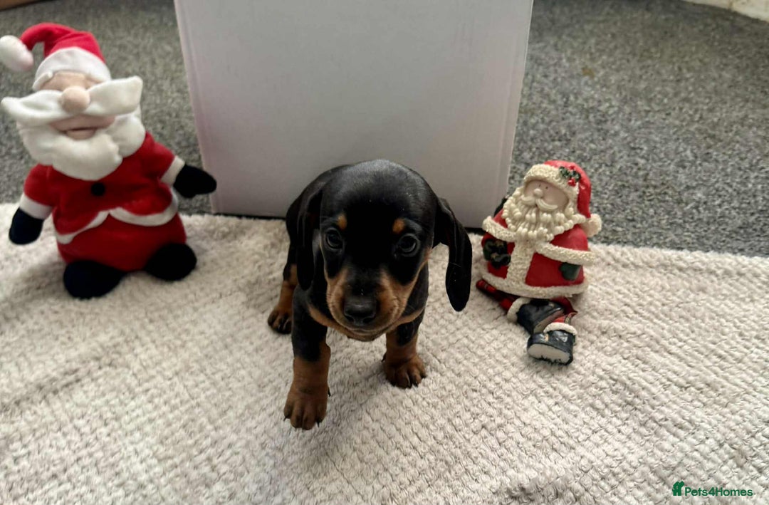 Miniature Dachshund dogs for sale: Miniature Dachshund Puppies ready to go 3/12/25 - Advert 26