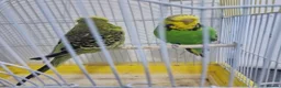 Budgerigars birds for sale: Budgies proven pairs - Advert 5