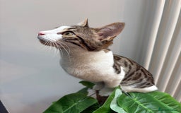 Mixed Breed cats for sale: Cuddly kitten  - Image 6