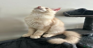 Maine Coon cats - Advert 6