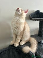 Maine Coon cats - Advert 9