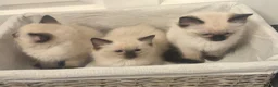 Ragdoll cats for sale: RAGDOLL KITTENS - Advert 1