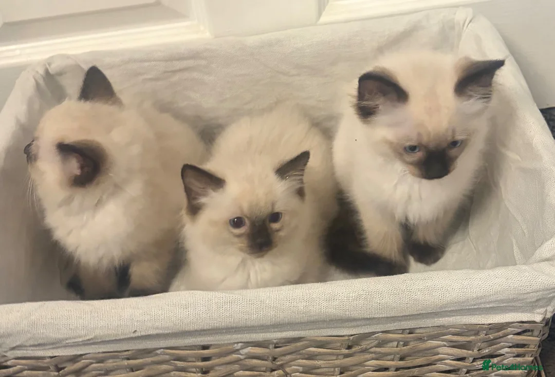 Ragdoll cats for sale: RAGDOLL KITTENS - Advert 1