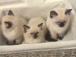 Ragdoll cats RAGDOLL KITTENS - Advert 6