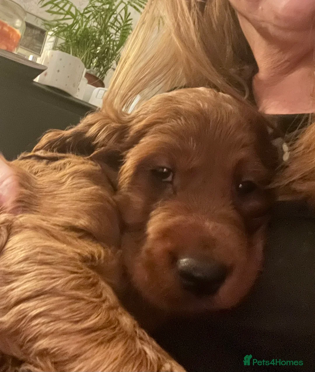 Irish Setter dogs for sale: Quality Irish setter puppies KC Registered - Advert 4