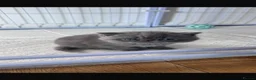 Exotic cats for sale: Grey Exotic kitten!  - Advert 8