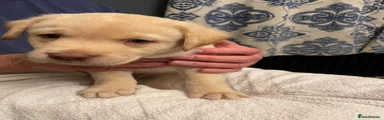 Labrador Retriever 3 (Yellow male)