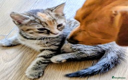 Mixed Breed cats for sale: Lovely girl and boy  - Image 1