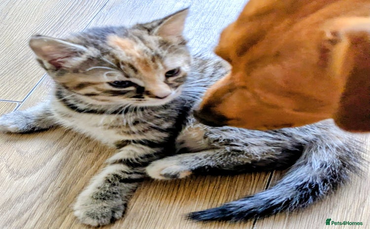Mixed Breed cats - Advert 1
