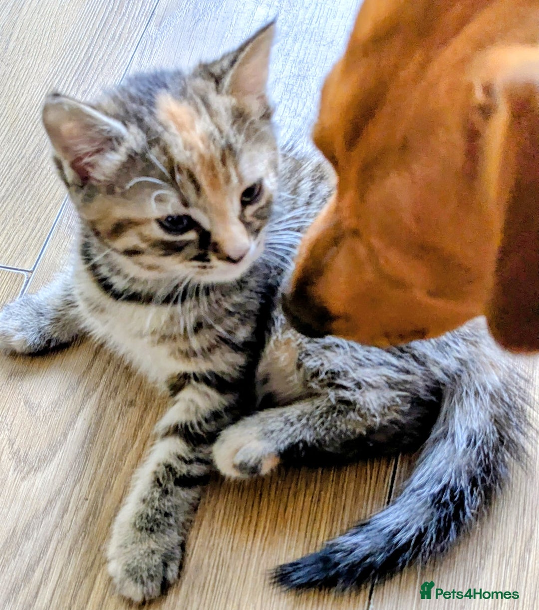 Mixed Breed cats for sale: Lovely girl and boy  - Image 1