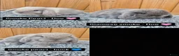 Mini Lop rabbits for sale: Mini Lop babies ready to reserve  - Advert 9