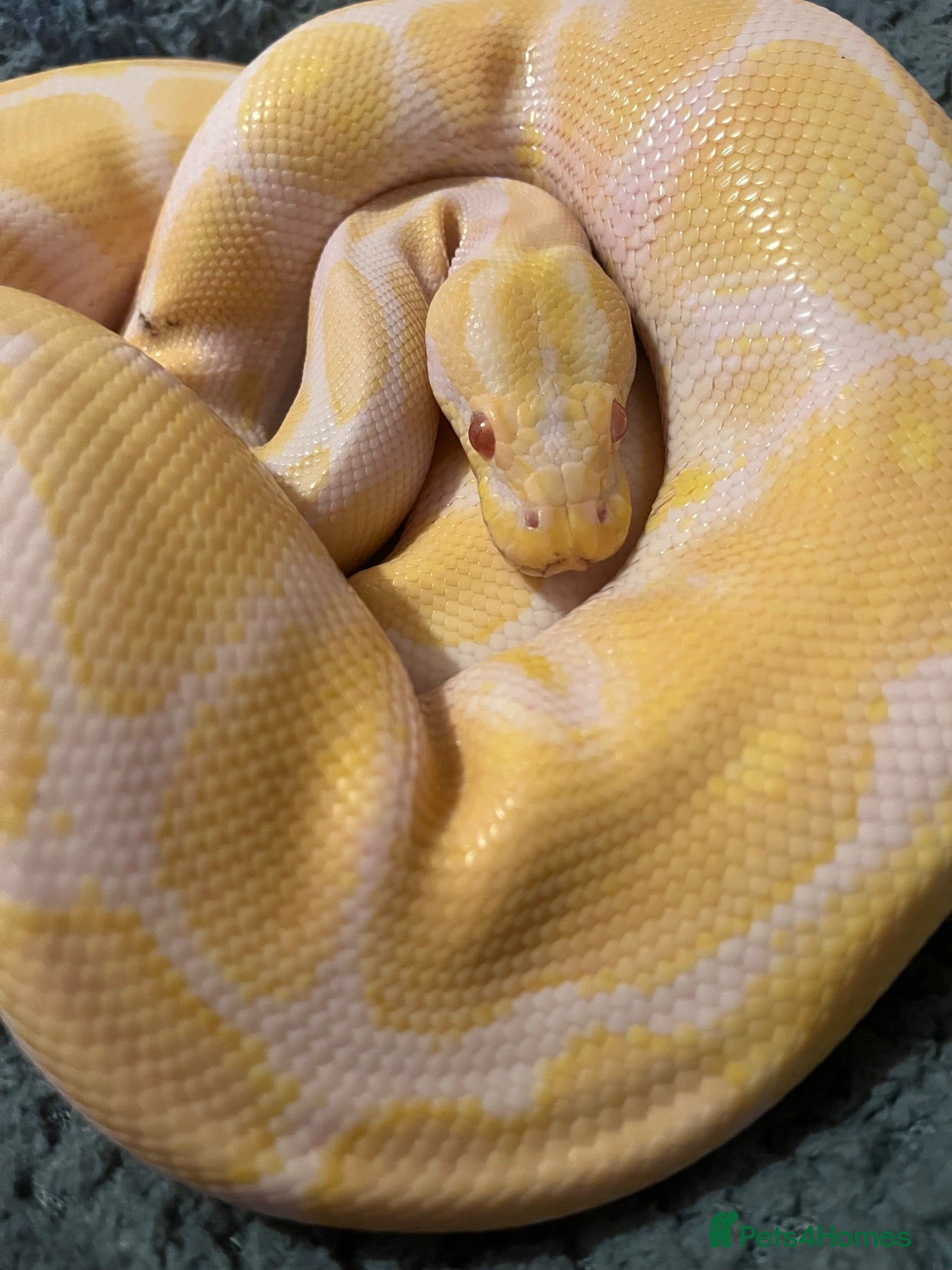 Python Snake reptiles Male Albino Ball Python (Royal Python) - Advert 1